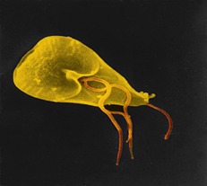 微生物粘泥 微生物粘泥